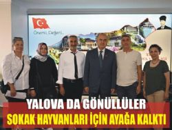 YALOVA DA GNLLLER SOKAK HAYVANLARI N AYAA KALKTI